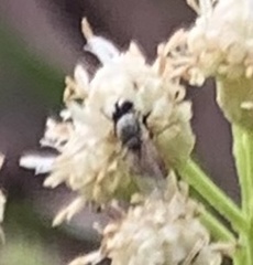 Milichiidae