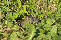 Rattus norvegicus