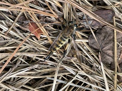 Promachus rufipes