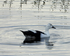Anas platyrhynchos × Cairina moschata