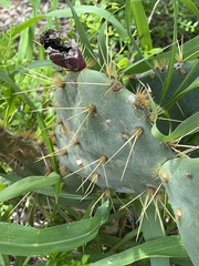 Opuntia lindheimeri