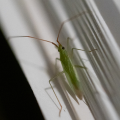 Trigonotylus