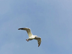 Larus cachinnans