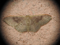 Idaea degeneraria