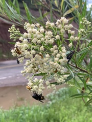Milichiidae