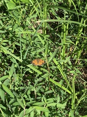 Phyciodes cocyta