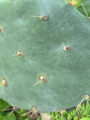 Opuntia lindheimeri