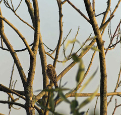 Emberiza schoeniclus