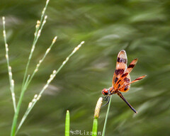 Celithemis eponina