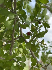 Condalia hookeri