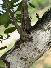 Condalia hookeri