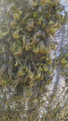 Dendroalsia abietina