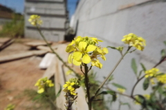 Sinapis alba