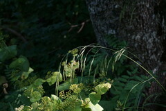 Bromus benekenii