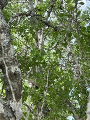 Condalia hookeri