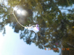 Utricularia purpurea