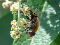 Palpada mexicana