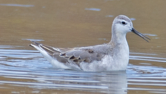 Phalaropus tricolor