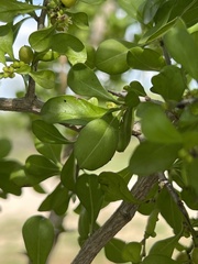 Condalia hookeri