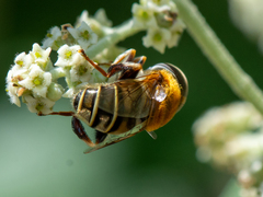 Palpada mexicana