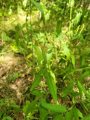 Desmodium paniculatum