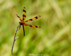 Celithemis eponina