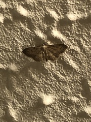 Idaea seriata
