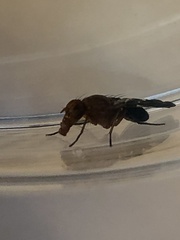 Delphinia picta