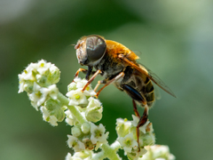 Palpada mexicana