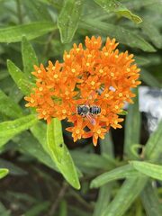 Megachile mendica