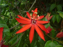 Passiflora miniata
