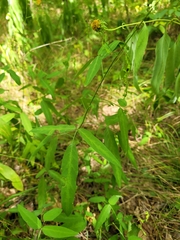 Desmodium paniculatum