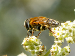 Palpada mexicana