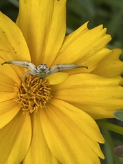 Misumenoides formosipes