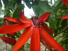 Passiflora miniata