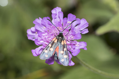 Zygaena