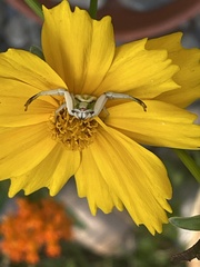 Misumenoides formosipes