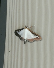 Cydalima perspectalis