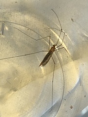 Nephrotoma ferruginea