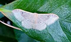Idaea degeneraria
