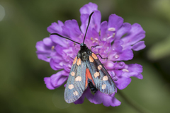 Zygaena