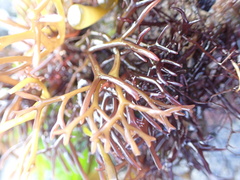 Chondrus crispus