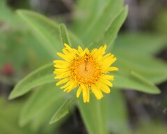 Pentanema spiraeifolium