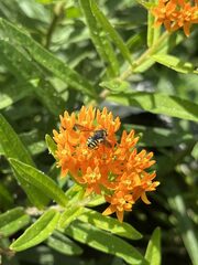 Anthidium oblongatum