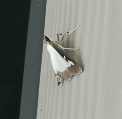 Cydalima perspectalis