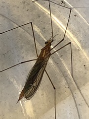 Nephrotoma ferruginea