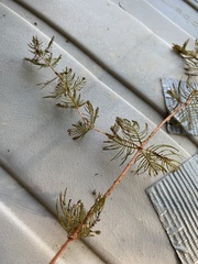 Myriophyllum