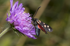 Zygaena