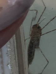 Nephrotoma ferruginea