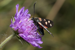 Zygaena